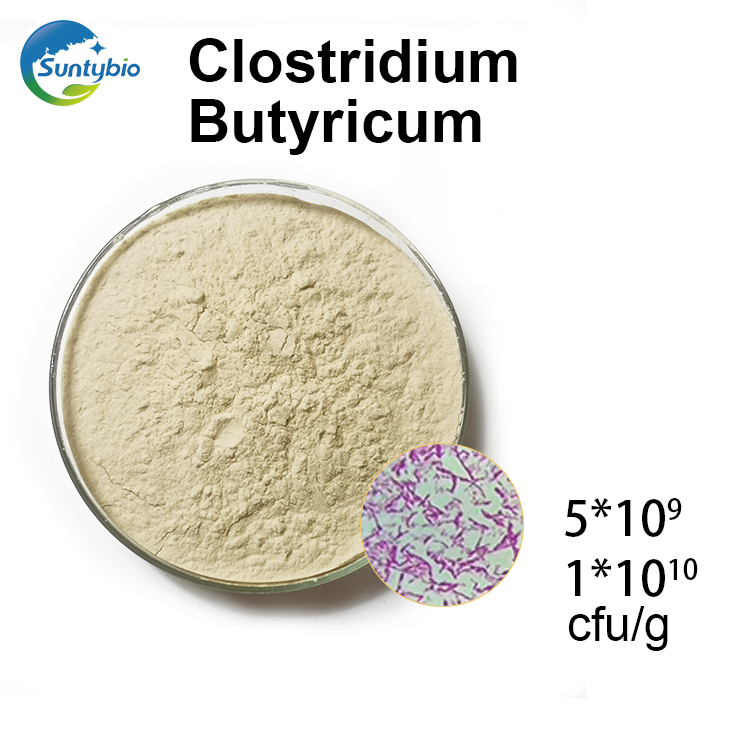 Clostridium Butyricum 