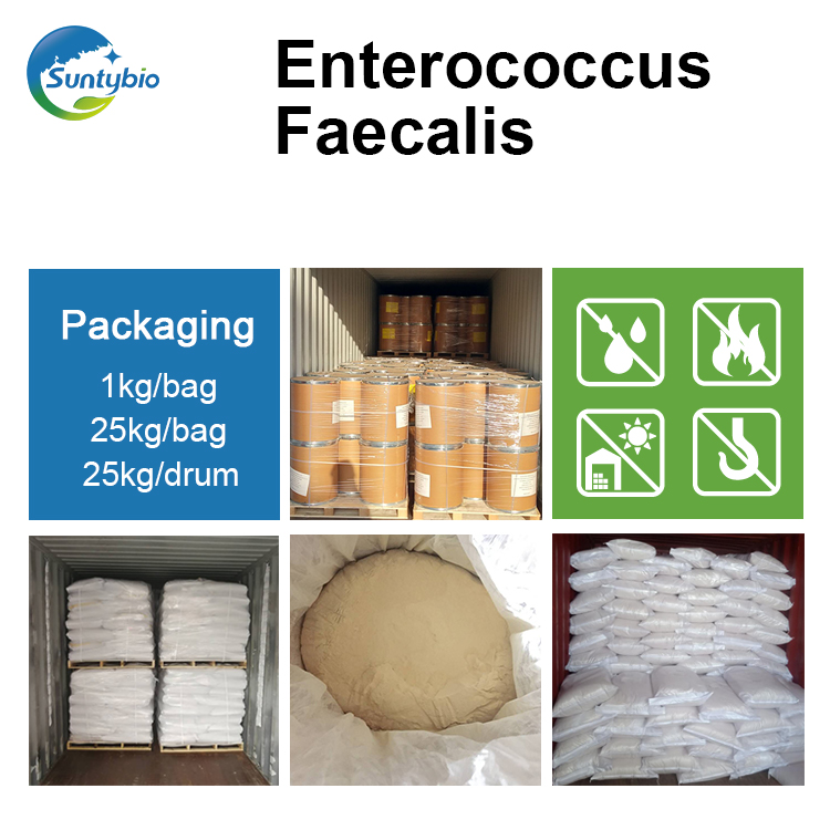 Enterococcus Faecalis 
