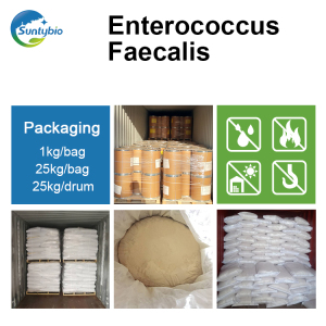 Enterococcus Faecalis