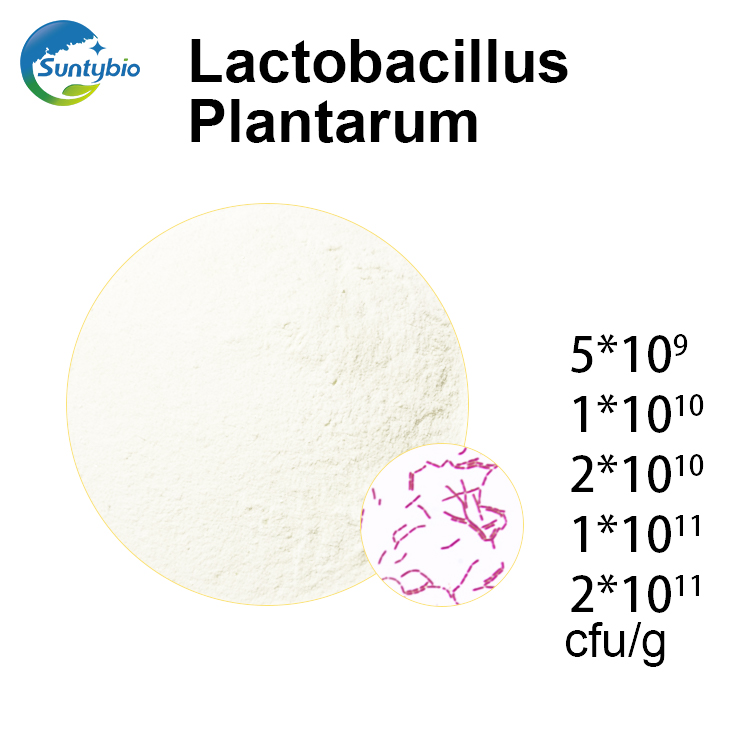 Lactobacillus Plantarum 