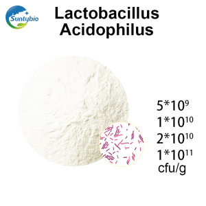 Lactobacillus Acidophilus