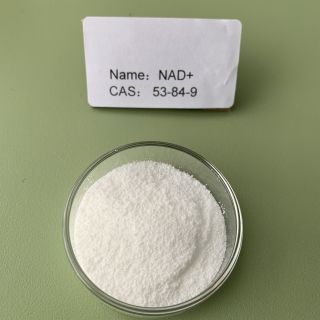 β-Nicotinamide adenine dinucleotide；β-NAD；NAD+；53-84-9