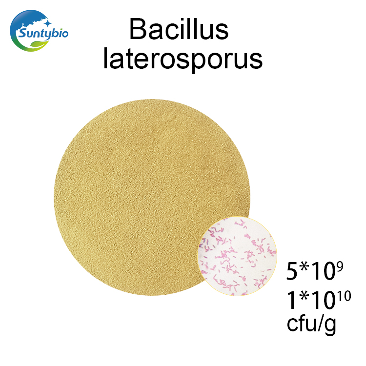 Bacillus Spporidia 